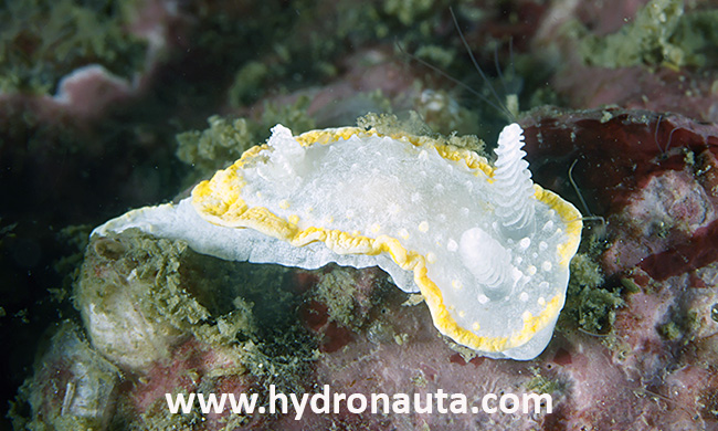 Diaphorodoris alba